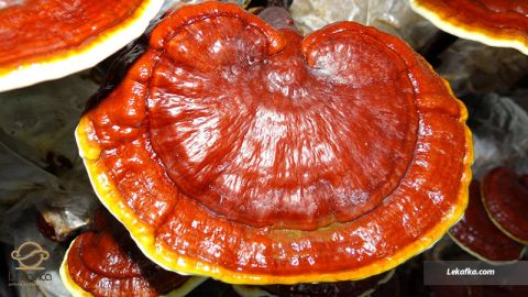 گانودرما